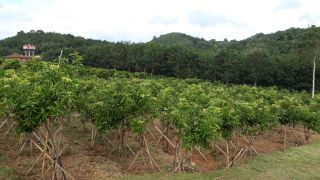 High-Density Farming